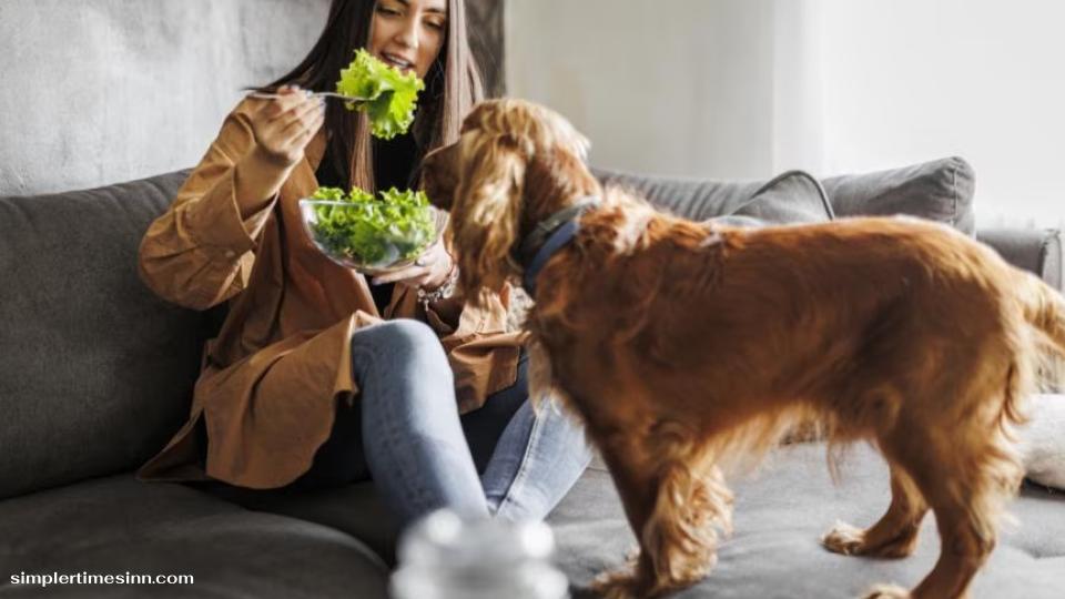 สุนัขสามารถกินผักกาดหอมได้ แต่ต้องในปริมาณที่พอเหมาะ! ผักใบเขียวนี้ปลอดภัยสำหรับสุนัขของคุณที่จะรับประทานและมีสารอาหาร