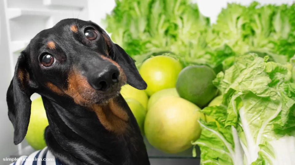 สุนัขสามารถกินผักกาดหอมได้หรือไม่?