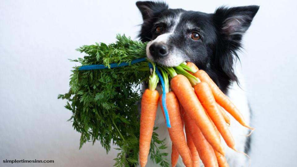 สุนัขสามารถกินแครอทได้หรือไม่