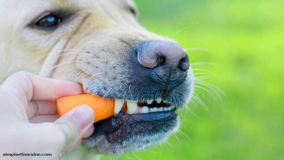 สุนัขส่วนใหญ่สามารถกินแครอทได้! ทุกส่วนของแครอท รวมถึงส่วนบนของแครอทนั้นปลอดภัย แครอทอุดมไปด้วยสารต้านอนุมูลอิสระ 