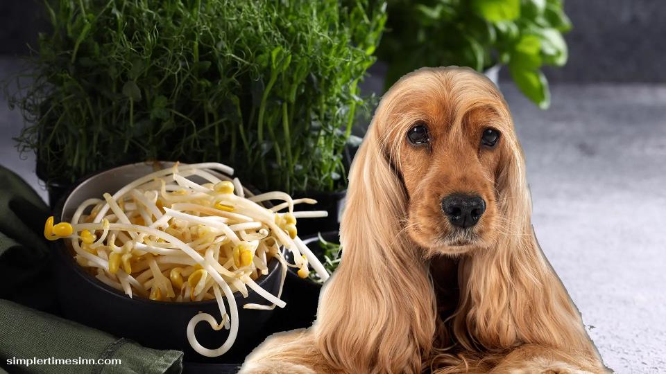 สุนัขสามารถกินถั่วงอกได้หรือไม่?