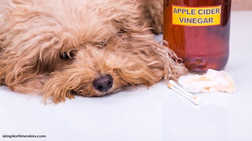 เจ้าของสัตว์เลี้ยงอาจผสมแอปเปิ้ลไซเดอร์หรือน้ำส้มสายชูกลั่นเจือจางในอาหารหรือสูตรการอาบน้ำของสุนัข เนื่องจากสามารถรักษา ทำความสะอาด
