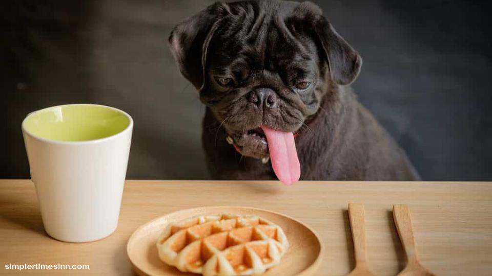 คุณกำลังเพลิดเพลินกับวาฟเฟิลแสนอร่อยหรือไม่? ถ้าเป็นเช่นนั้น คุณคงสงสัยว่า สุนัขสามารถกินวาฟเฟิลได้หรือไม่? มาหาคำตอบกัน