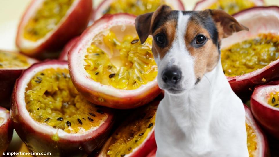 สุนัขสามารถกินเสาวรสได้หรือไม่?