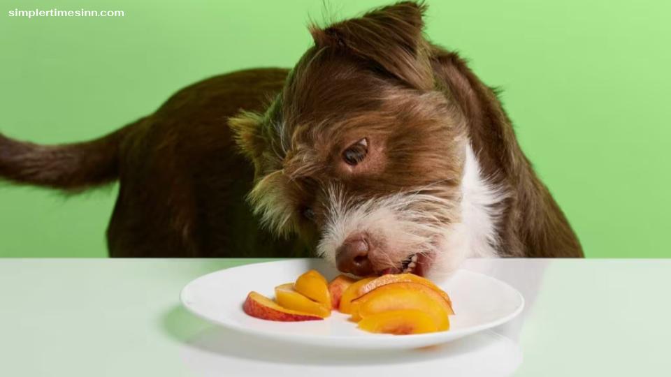 สุนัขก็กินลูกพีชได้! เป็นผลไม้ฤดูร้อนที่ดี แต่ต้องเตรียมอย่างระมัดระวังและเสิร์ฟในปริมาณที่พอเหมาะ นำหลุมออกเสมอและคำนึงถึงปริมาณน้ำตาลด้วย