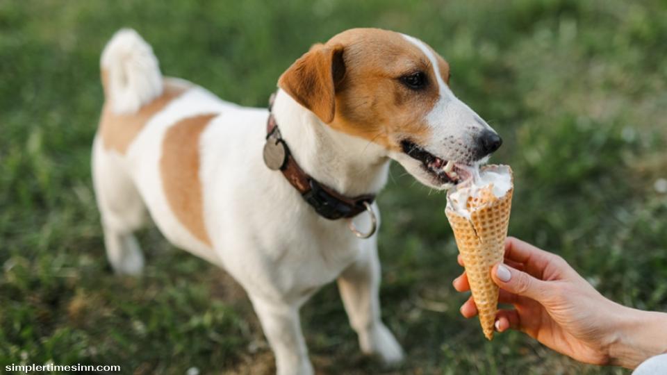 สุนัขของฉันกินไอศกรีมได้ไหม?” คำตอบสั้นๆ โดยทั่วไปคือ 'ไม่' กระเพาะของสุนัขไม่ได้ออกแบบมาเพื่อจัดการกับระดับที่ซับซ้อนของไขมัน น้ำตาล