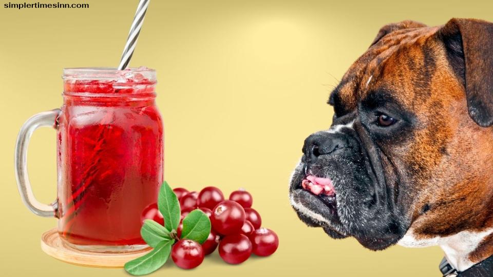 น้ำแครนเบอร์รี่ยังมีประโยชน์ต่อสุขภาพมากมาย คุณอาจสงสัยว่า สุนัขสามารถดื่มน้ำแครนเบอร์รี่ได้หรือไม่? เรามาหาคำตอบกัน