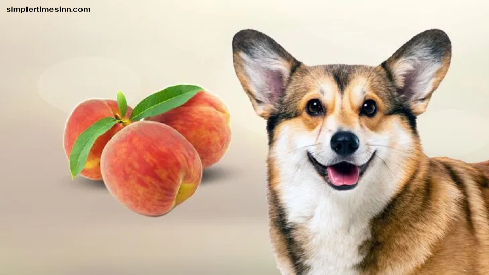 สุนัขสามารถกินลูกพีชได้หรือไม่?