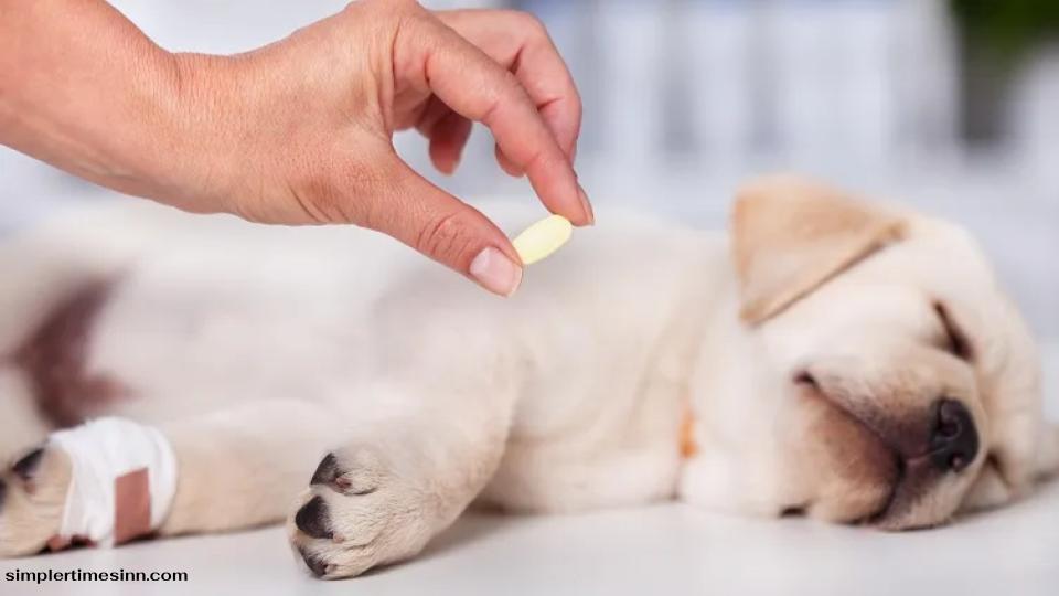 สุนัขไม่ควรกินยาพาราเซตามอลหรือยารักษาโรคของมนุษย์อื่นๆ เช่น ยาแก้แพ้ ไข้ละอองฟาง หรือไอบูโพรเฟน สุนัขเผาผลาญยาในมนุษย์แตกต่างจากเรา