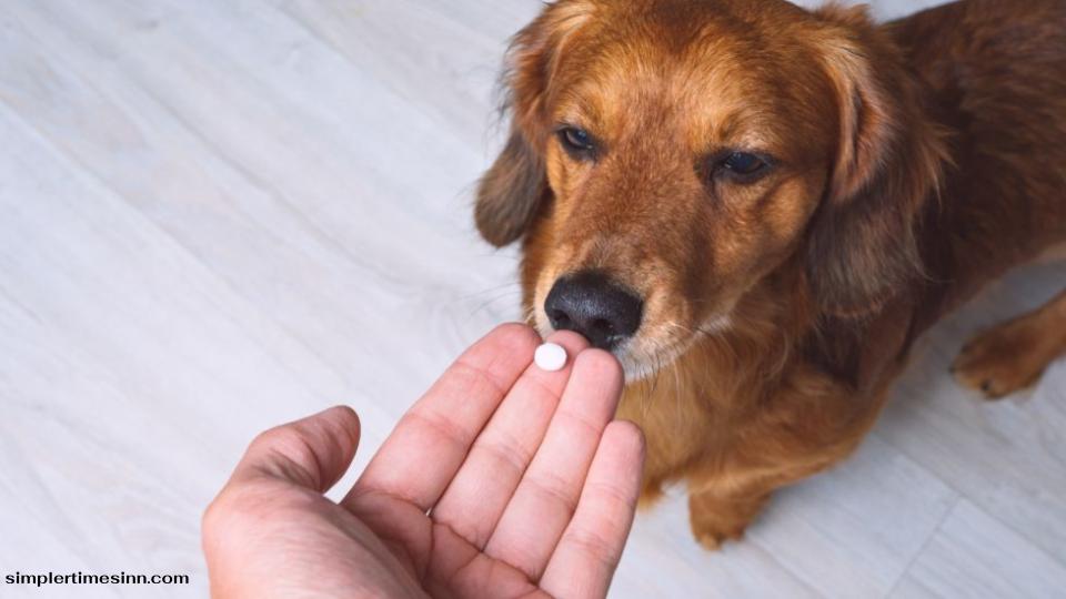 สุนัขสามารถกินพาราเซตามอลได้หรือไม่?
