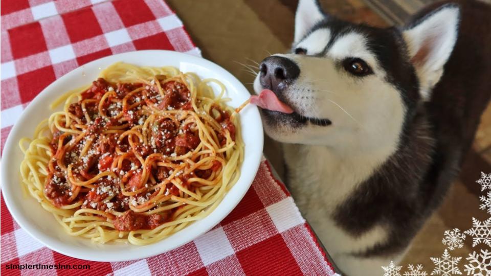 สุนัขสามารถกินพาสต้าได้หรือไม่?