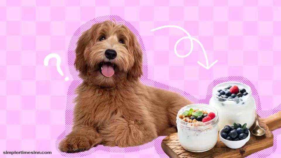 สุนัขสามารถกินโยเกิร์ตได้หรือไม่?