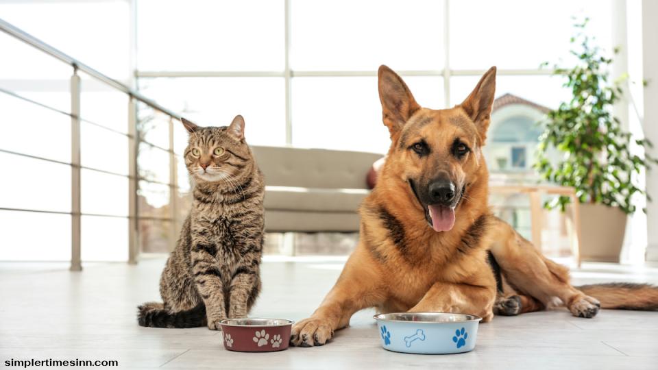 สุนัขไม่ควรกินอาหารแมว หากครัวเรือนของคุณมีแมวและสุนัขด้วย คุณอาจจับได้ว่าลูกสุนัขกำลังหยิบอาหารจากชามอาหารแมวไปด้วย