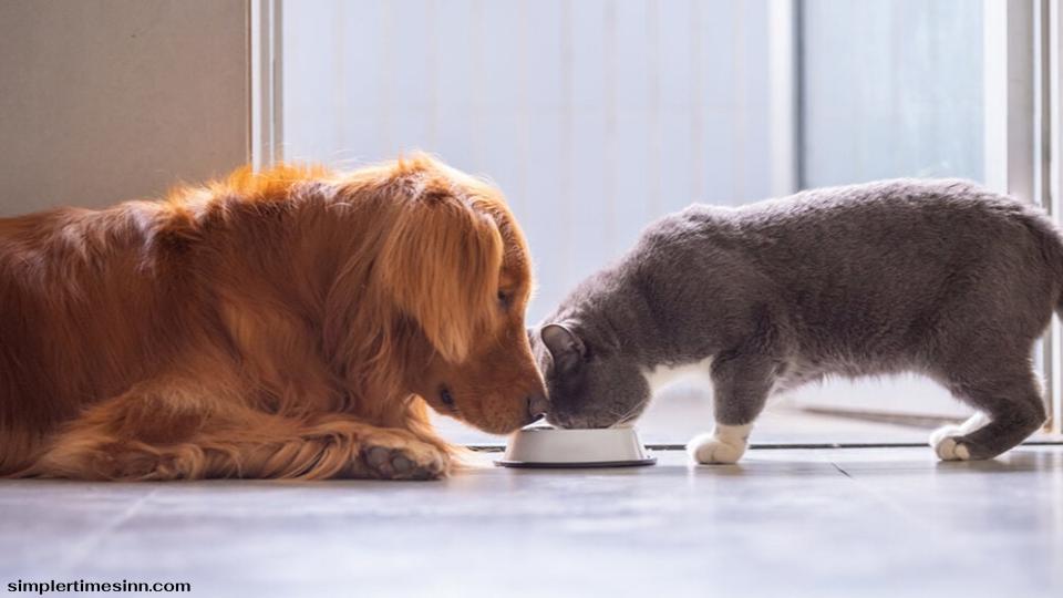 สุนัขสามารถกินอาหารแมวได้หรือไม่?