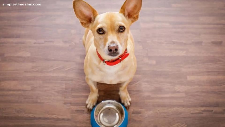 สุนัขไม่ควรกินแกงแกงเป็นอาหารที่ปรุงด้วยเครื่องเทศหลากหลายชนิด  สำหรับสุนัข แกงอาจเป็นอาหารที่ค่อนข้างอันตรายได้ 