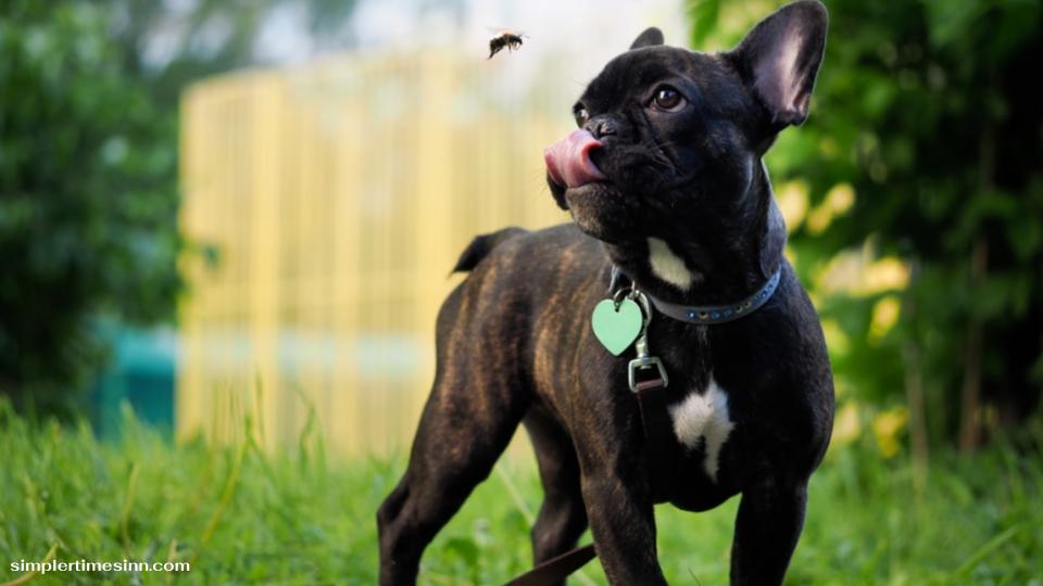 สุนัขสามารถกินแมลงได้หรือไม่?