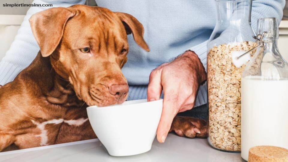 สุนัขสามารถดื่มนมข้าวโอ๊ตได้หรือไม่?