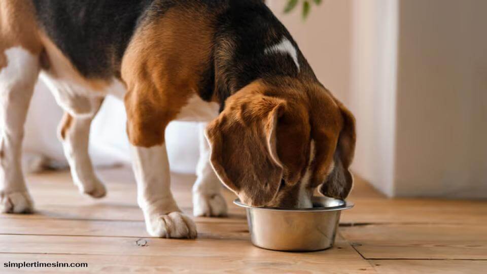 ตับเป็นโปรตีนที่อุดมไปด้วยวิตามินที่ปลอดภัยสำหรับสุนัขของคุณที่จะรับประทาน นอกจากจะมีธาตุเหล็ก ทองแดง สังกะสี และกรดไขมันจำเป็น