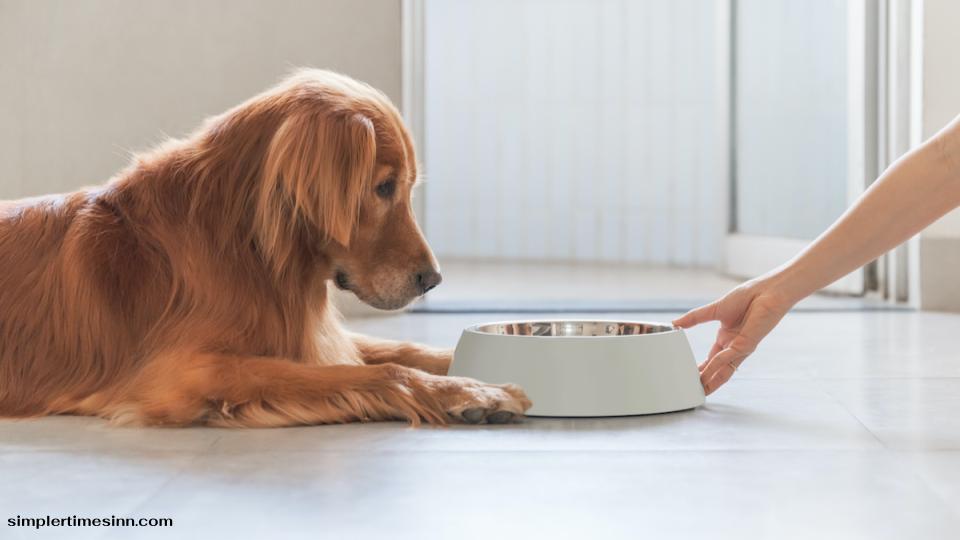 สุนัขสามารถกินเป็ดเป็นของว่างแสนอร่อยหรือเป็นส่วนผสมในอาหารสุนัขเพื่อสุขภาพได้ เป็ดเป็นอาหารที่ปลอดภัยสำหรับสุนัขของคุณที่จะรับประทานเป็นประจำ