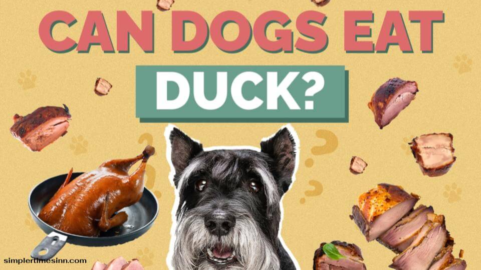 สุนัขสามารถกินเป็ดได้หรือไม่?