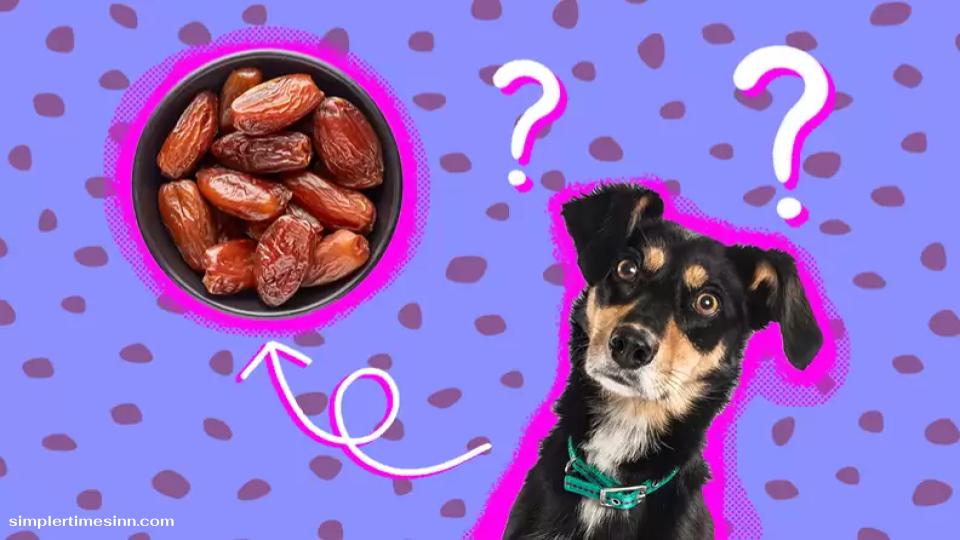 สุนัขสามารถกินอินทผาลัมได้หรือไม่?