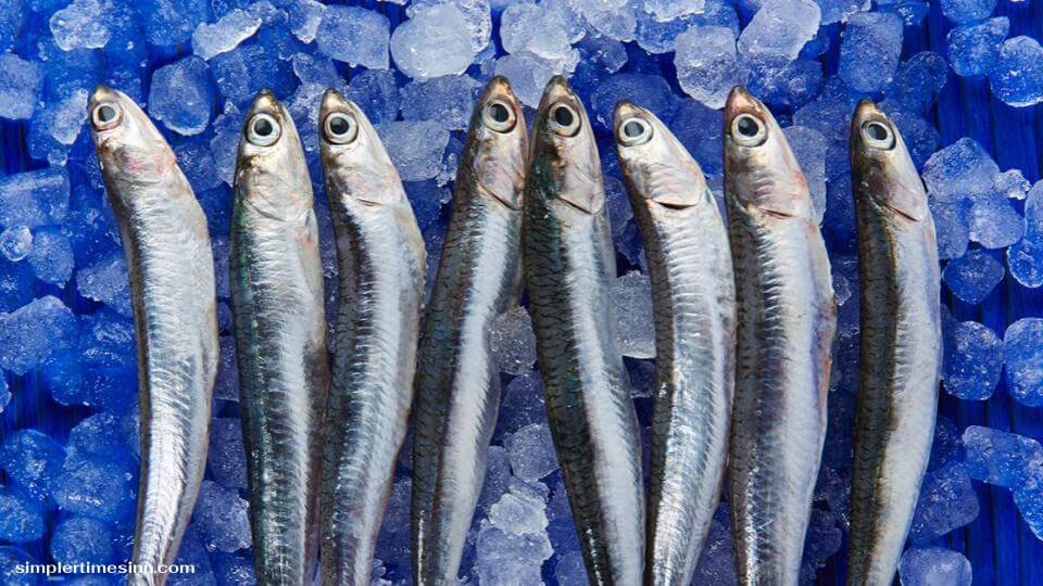 ใช่สุนัขสามารถกินปลากะตักได้ ปลากะตักเป็นปลาขนาดเล็กที่มีน้ำมันซึ่งมักใช้เป็นสารปรุงแต่งรสในอาหารต่างๆ แม้ว่าพวกมันอาจไม่ใช่อาหารที่น่ารับประทานที่สุดสำหรับมนุษย์