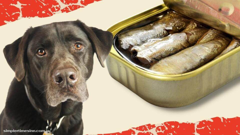 สุนัขสามารถกินปลากะตักได้หรือไม่?