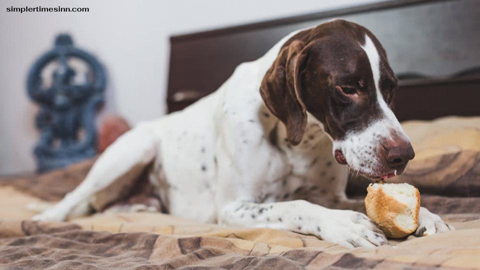สุนัขสามารถกินขนมปัง Sourdough ได้แต่ในปริมาณเล็กน้อย ขนมปังเปรี้ยวดิบเป็นพิษต่อสุนัขเนื่องจากมันยังหมักอยู่ในท้องของสุนัข