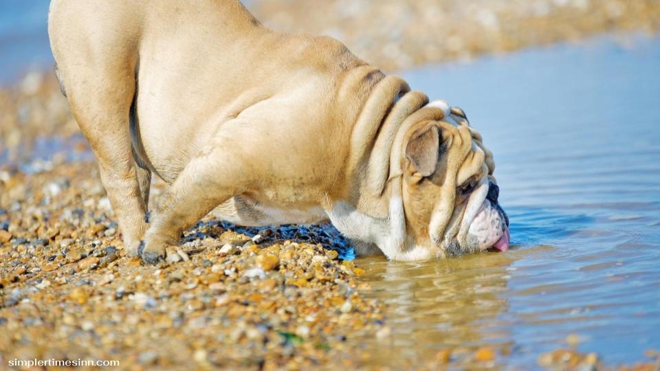 น้ำทะเลไม่ดีสำหรับสุนัขที่จะบริโภค แม้ว่าการกินเข้าไปโดยไม่ได้ตั้งใจเพียงเล็กน้อยอาจไม่เป็นอันตรายต่อสุนัขของคุณในทันที