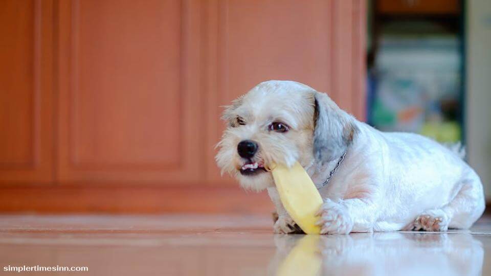 สุนัขของคุณสามารถกินมะม่วงแห้งได้ แต่มีบางสิ่งที่คุณต้องพิจารณา ประการแรกคือ แม้ว่าพวกมันจะไม่เลวสำหรับสุนัขของคุณ