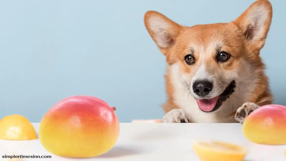 สุนัขสามารถกินมะม่วงอบแห้งได้หรือไม่?