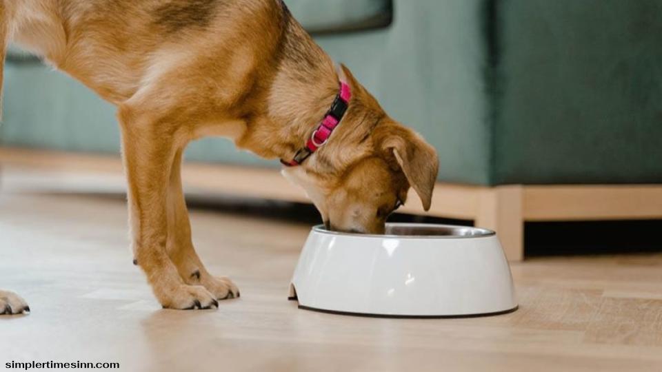 สุนัขไม่สามารถรับประทานปลาซาร์ดีนกระป๋องในซอสมะเขือเทศได้ เนื่องจากมีสารกันบูด ซึ่งอาจทำให้เกิดปัญหาสุขภาพสำหรับสัตว์เลี้ยงของคุณได้ 
