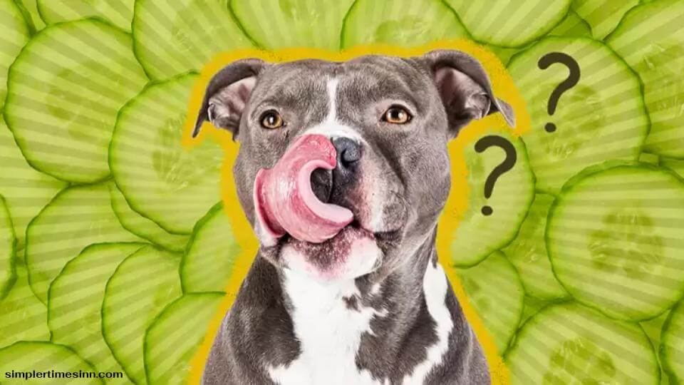 สุนัขสามารถกินแตงกวาได้หรือไม่?