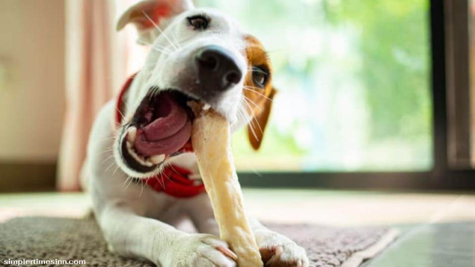 สุนัขสามารถกินกระดูกได้ในบางกรณี แต่ไม่ใช่ทุกกระดูกที่จะกินได้อย่างปลอดภัย แม้แต่การกินกระดูกที่ "ปลอดภัยกว่า" ก็ยังต้องใช้ความระมัดระวังเป็นอย่างมาก