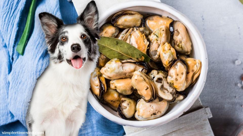 สุนัขสามารถกินหอยแมลงภู่ได้หรือไม่?