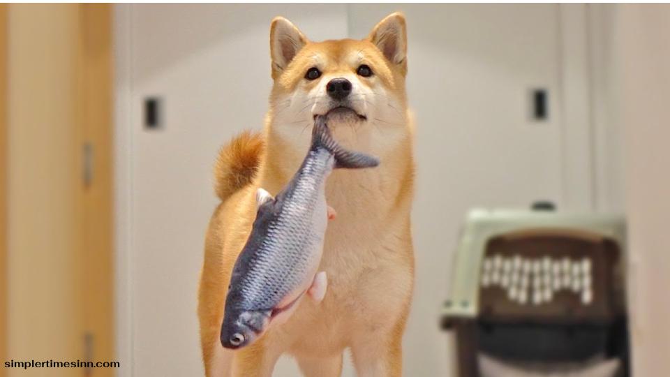 ปลาดุกมีคุณประโยชน์ทางโภชนาการ แต่เหมาะกับสุนัขหรือไม่? ในคู่มือฉบับสมบูรณ์นี้ เราจะเจาะลึกคำถาม สุนัขสามารถกินปลาดุกได้หรือไม่?