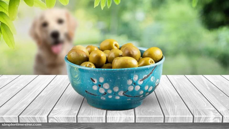 เจ้าของสุนัขหลายคนอาจสงสัยว่าจะปลอดภัยหรือไม่ที่เพื่อนขนปุยจะดื่มด่ำกับความอร่อยของมะกอก ข่าวดีก็คือ โดยทั่วไปแล้วมะกอกปลอดภัยสำหรับสุนัขที่จะกิน