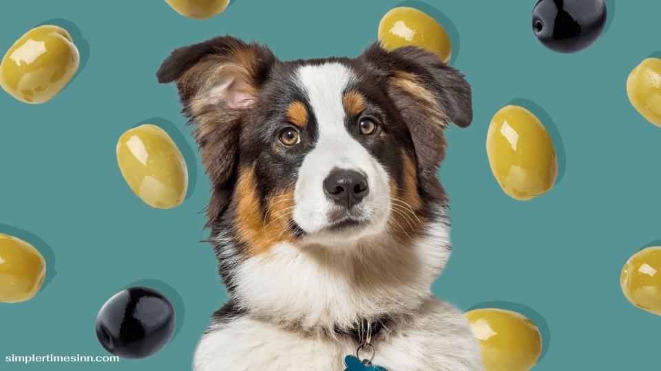 สุนัขสามารถกินมะกอกได้หรือไม่?