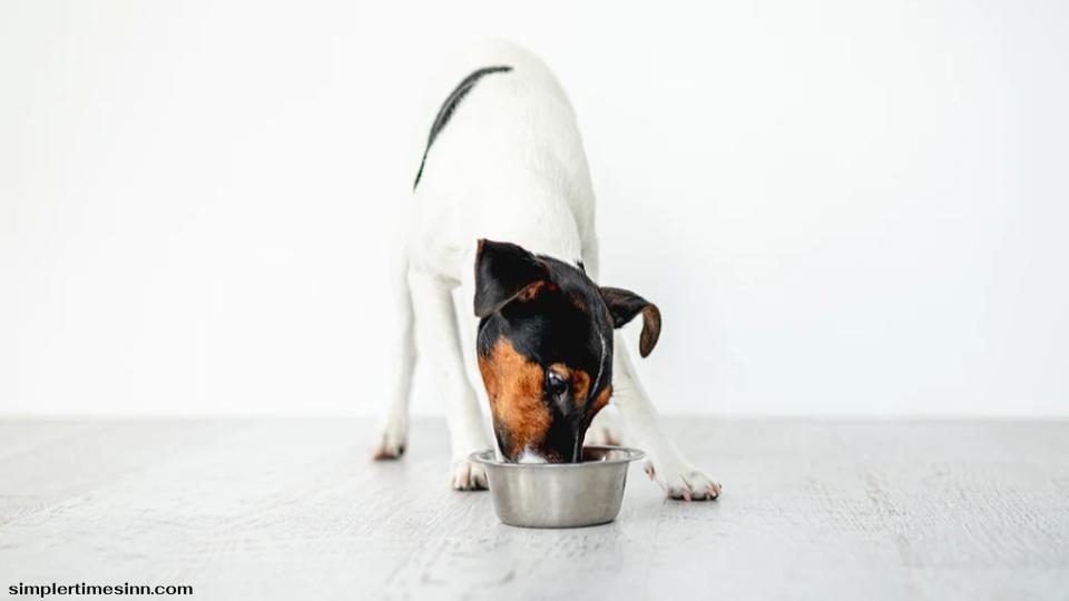 ไม่สุนัขไม่สามารถกินรีซอตโตได้อย่างปลอดภัย แม้ว่าข้าวจะเป็นเรื่องปกติสำหรับสุนัขที่จะกินในปริมาณที่พอเหมาะ 