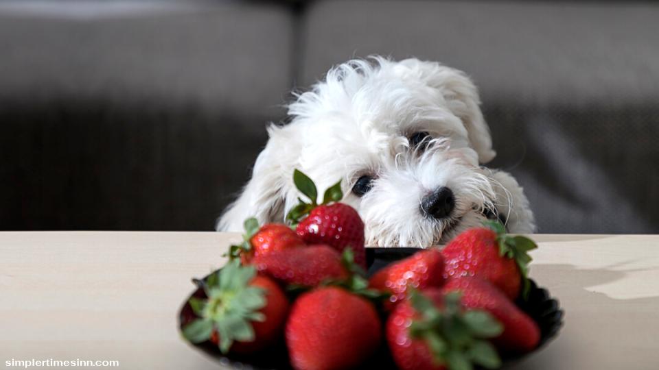 สุนัขสามารถกินสตรอเบอร์รี่ได้หรือไม่?