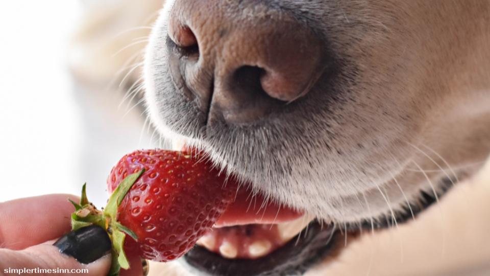 สุนัขสามารถกินสตรอเบอร์รี่ได้เมื่อเสิร์ฟอย่างถูกวิธี สตรอเบอร์รี่อาจเป็นของหวานที่ดีต่อสุขภาพ แคลอรีต่ำ และหวานสำหรับสุนัขของคุณ