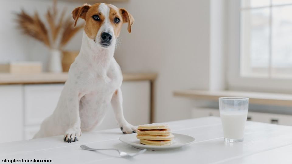 สุนัขสามารถรับประทานแพนเค้กธรรมดาได้เป็นครั้งคราวโดยในปริมาณที่พอเหมาะ คิดถึงการดูแลเป็นพิเศษ ไม่ใช่อาหารหลัก