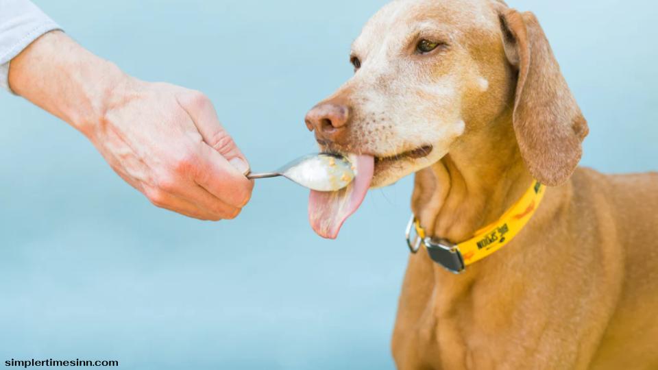สุนัขกินเนยถั่วได้จริงๆ อย่างไรก็ตาม นี่ไม่ได้หมายความว่าเนยถั่วทุกชนิดปลอดภัยสำหรับสุนัข หรือควรเป็นส่วนสำคัญของอาหารของสุนัข