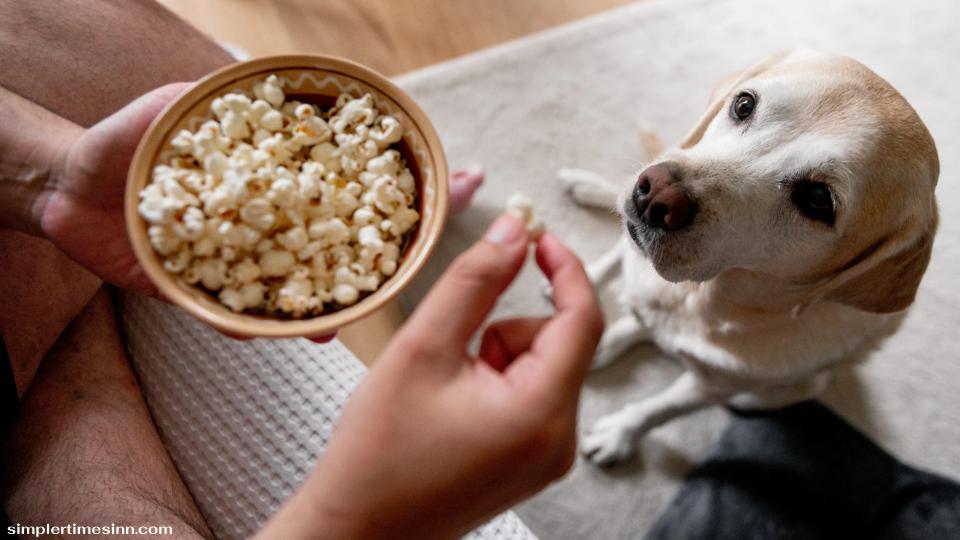 สุนัขสามารถกินป๊อปคอร์นได้หรือไม่?