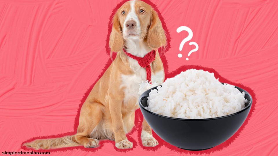 สุนัขสามารถกินข้าวทุกวันได้หรือไม่?