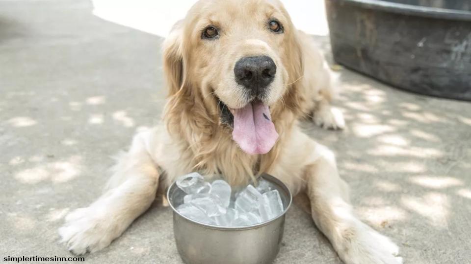 สุนัขกินน้ำแข็งได้ ตราบใดที่ชิ้นส่วนมีขนาดเล็กพอที่จะทำให้สุนัขของคุณหายใจไม่ออก น้ำแข็งก็ปลอดภัยสำหรับพวกมันอย่างแน่นอน