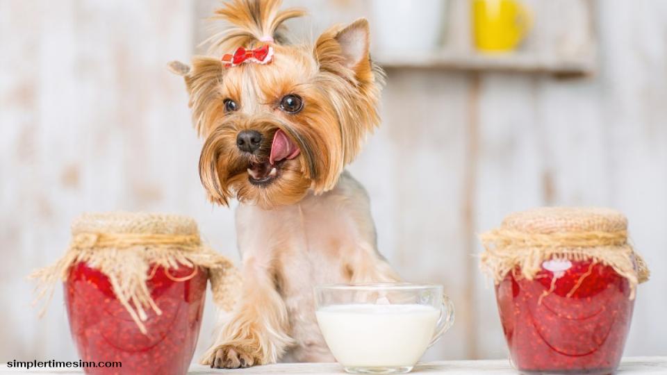 สุนัขสามารถกินแยมสตรอเบอร์รี่ได้หรือไม่?