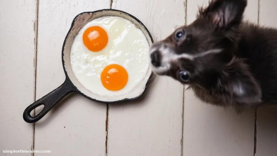สุนัขสามารถกินไข่ได้หรือไม่?