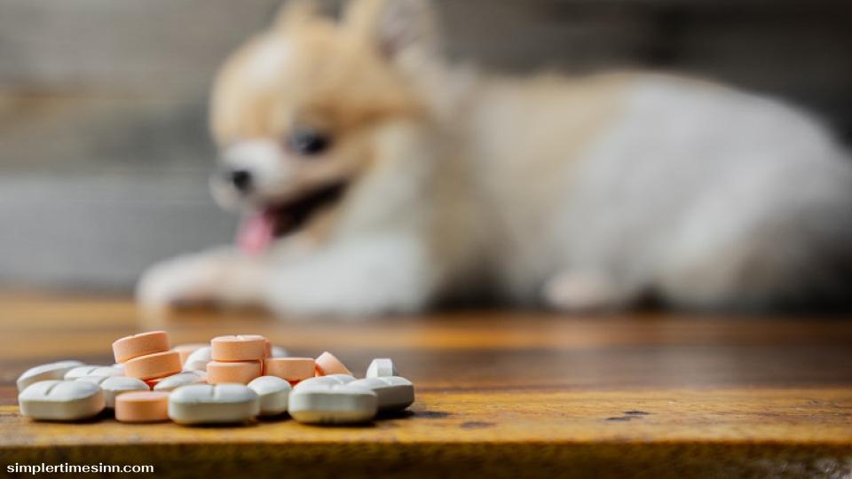 ยาพาราเซตามอลเป็นยาแก้ปวดและลดไข้ที่นิยมใช้กันมากในมนุษย์ แต่อันตรายร้ายแรงหากสุนัขได้รับเข้าไป เนื่องจากสุนัขไม่สามารถย่อยยาชนิดนี้ได้