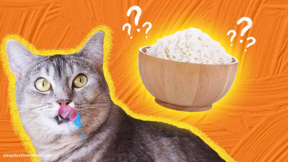 แมวกินข้าวได้หรือไม่? คำถามที่หลายคนสงสัย